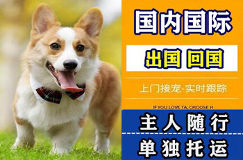 厦门宠物托运公司厦门宠物托运公司厦门宠物托运公司