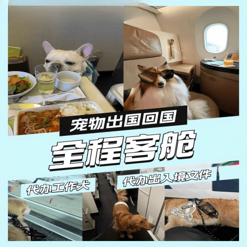 厦门宠物托运到白俄罗斯宠物入境规定和要求